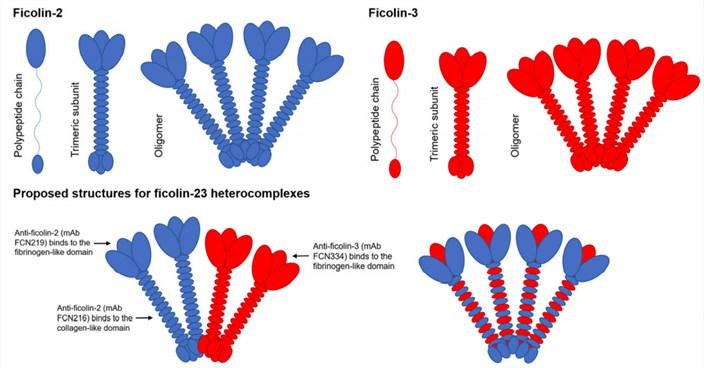 Proposed structures of ficolin-23.